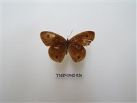 藏品(密紋波眼蝶)的圖片